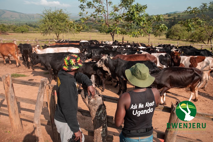 Rwenjeru Agro-tourism, Demo & Training Farm