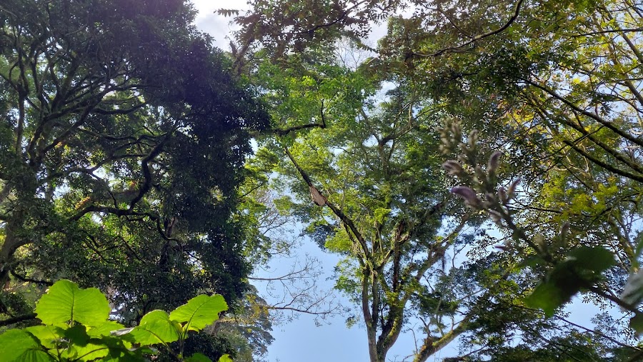 Inside Bwindi Forest National Park