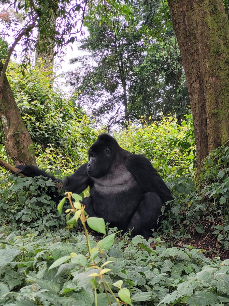 Bugoli Adventures Limited