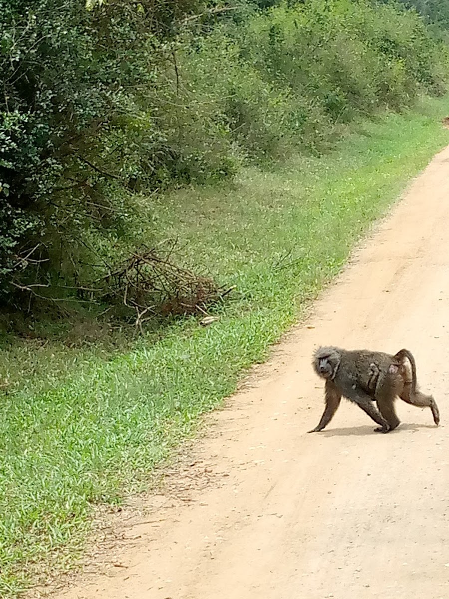 Queen Elizabeth National Game Park