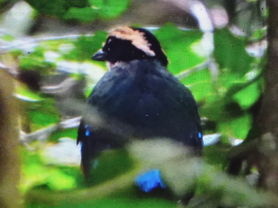THE BIRD COMPANY(Green breasted pitta)