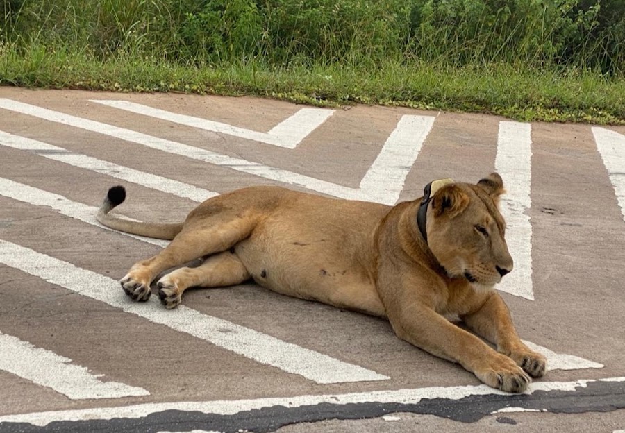 Derrick wildlife Tour Guide in Uganda πΊπ¬ and Rwanda π·πΌ
