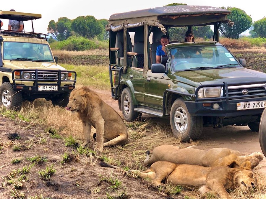 Queen Elizabeth national park tour guide.