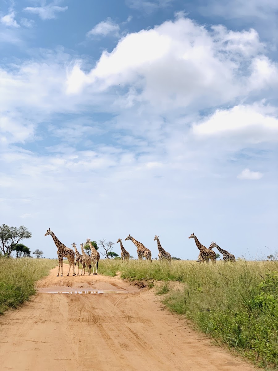 Uganda Gorilla Trekking Tours. Ubumwe Tours and Travel