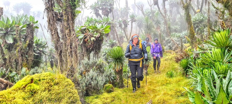 Rwenzori Mountaineering Services