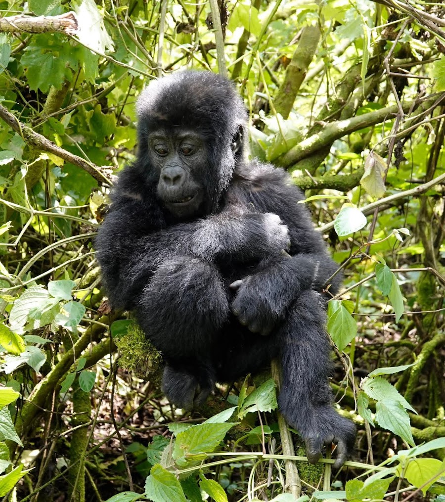 Mukiza Gorilla Expeditions