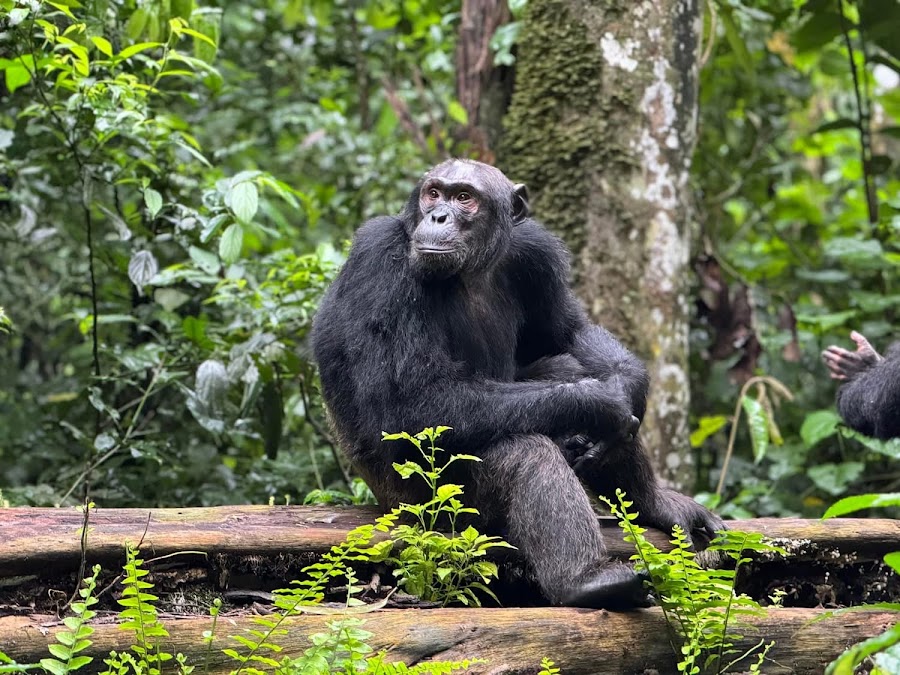 Kibale National Park