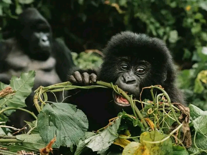 Gorilla Experience Trips