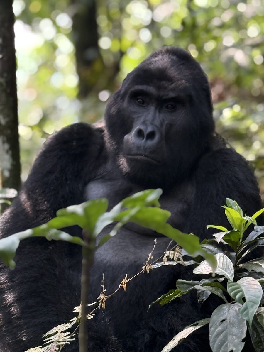 Bwindi National Park, Buhoma Gate