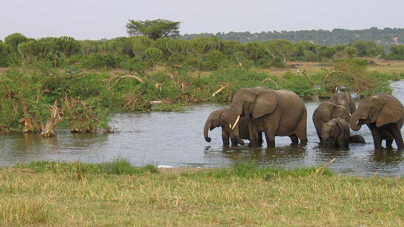 Uganda Safaris and Gorilla Trekking - Darwin Wildlife Tours