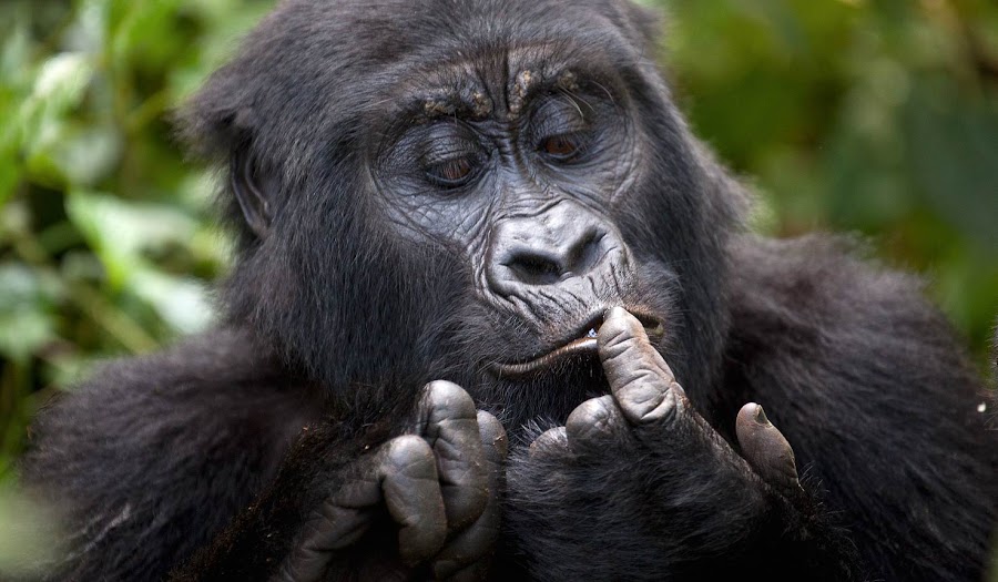 Virunga Adventure Tours