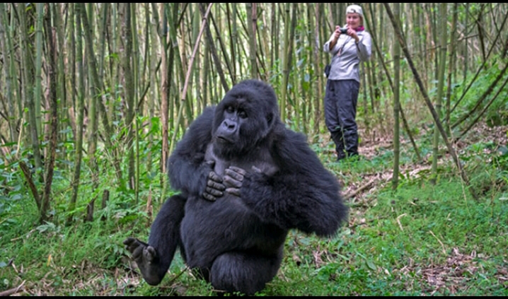 Go Africa Budget Gorilla Safaris
