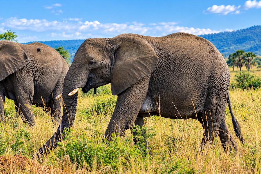Northern nature safaris