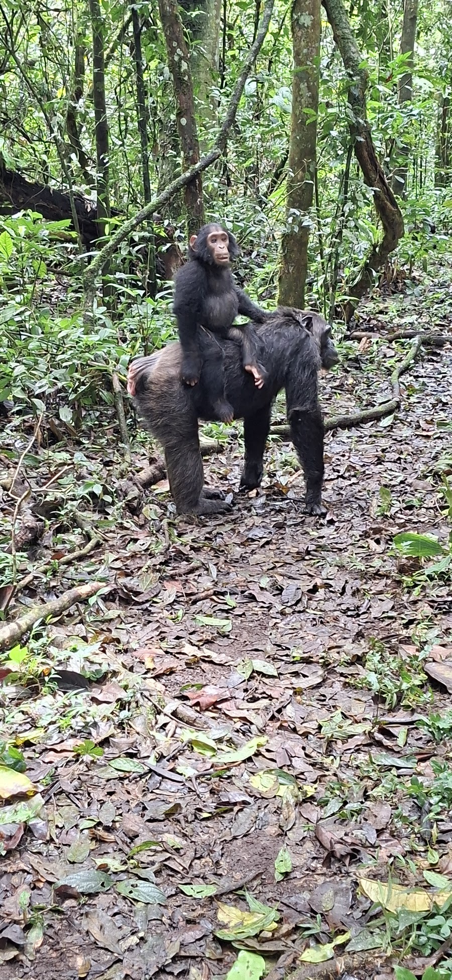 Visitors Center Chimps Walk