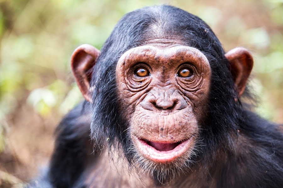 Ngamba Island Chimpanzee sanctuary