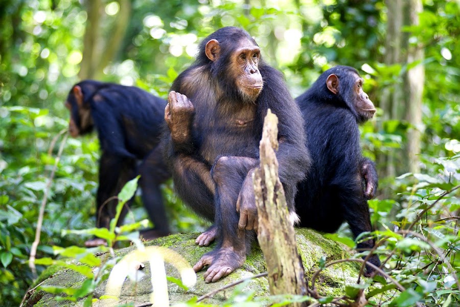 Kalinzu Chimpanzee Trekking
