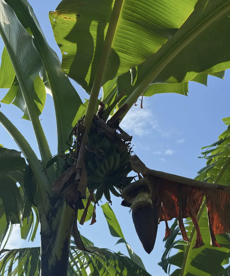 Community Banana Experience