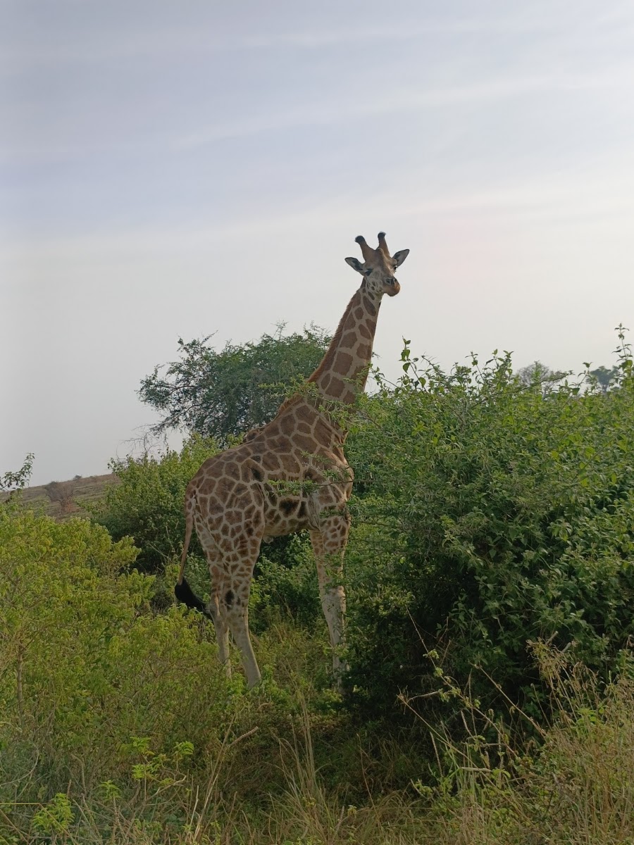 Murchison Falls National Park - Kichumbanyobo entrance gate