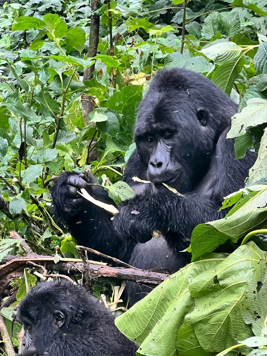 Bwindi National Park