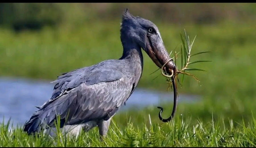 SHOEBILL TOURS UGANDA/ MABAMBA